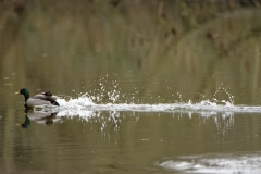 Mallard landing on Water