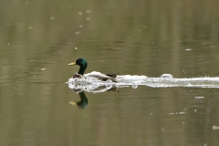 Mallard landing on Water