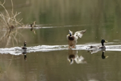 Mallard landing on Water