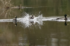 Mallard landing on Water