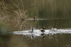 Mallard landing on Water