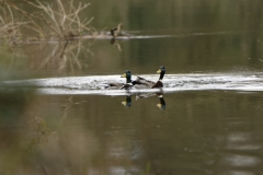 Two Male Mallards