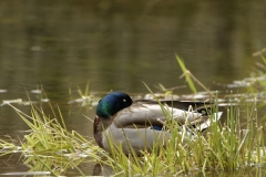 Male Mallard