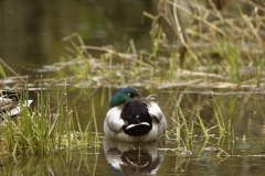 Male Mallard