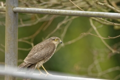 Female Sparrowhawk