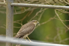 Female Sparrowhawk