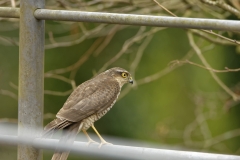 Female Sparrowhawk