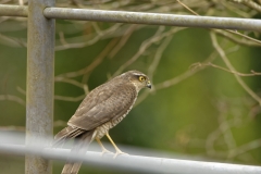 Female Sparrowhawk