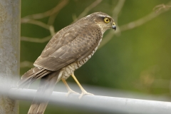 Female Sparrowhawk