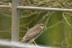 Female Sparrowhawk