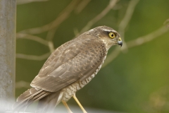 Female Sparrowhawk