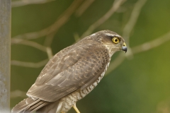 Female Sparrowhawk