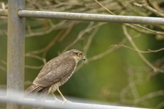 Female Sparrowhawk