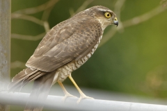 Female Sparrowhawk