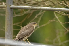 Female Sparrowhawk