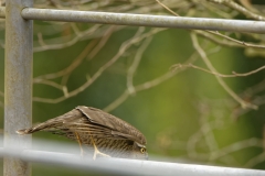 Female Sparrowhawk