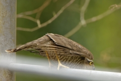 Female Sparrowhawk