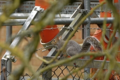 Squirrel on Fence