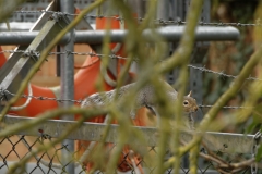 Squirrel on Fence