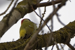 Male Green Woodpecker Back View