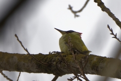 Male Green Woodpecker Side View