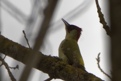 Male Green Woodpecker Side View