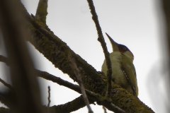 Male Green Woodpecker Side View