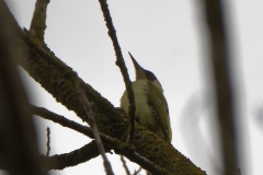 Male Green Woodpecker Side View