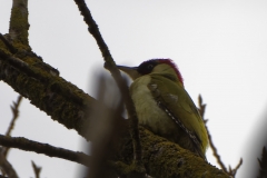 Male Green Woodpecker Side View