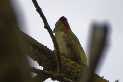 Male Green Woodpecker Side View