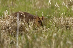 Male Muntjac