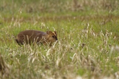 Male Muntjac