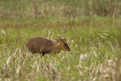 Male Muntjac