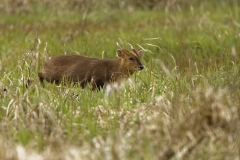 Male Muntjac