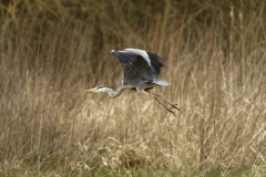 Grey Heron in Flight