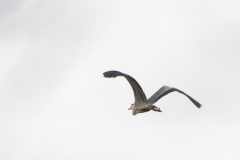 Grey Heron in Flight