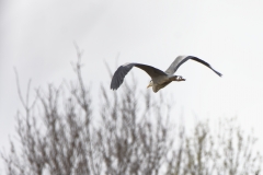 Grey Heron in Flight