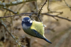 Blue Tit