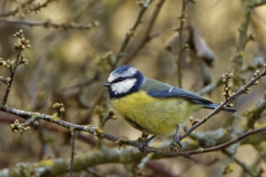 Blue Tit