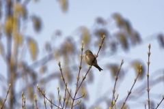 Male linnet