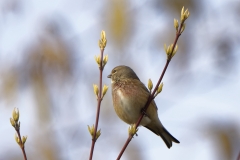 Male linnet