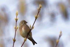 Male linnet