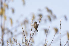 Male linnet