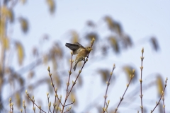 Female Linnet