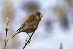 Female Linnet