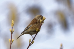 Female Linnet