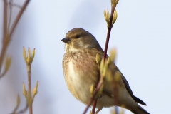 Male linnet