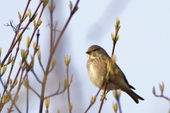 Male linnet