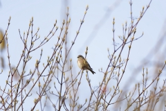 Male linnet