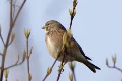 Male linnet